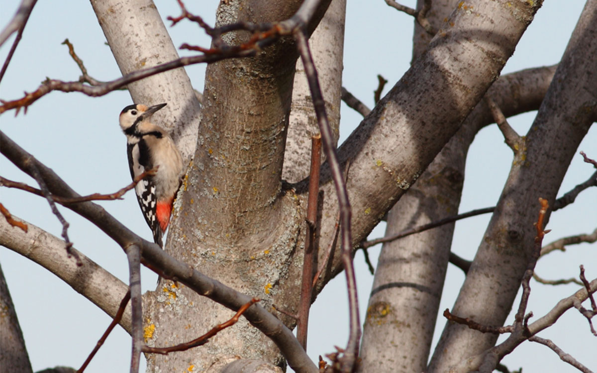 Βαλκανικός Δρυοκολάπτης- Dendrocopos syriacus- Syrian Woodpecker