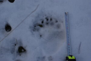 Πατημασιά αρκούδας στο χιόνι/ Σ. Πάυλου- Αρχείο ΦΔΕΠαΠ